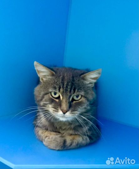 Кошки тоже бывают Ромео и Джульетта