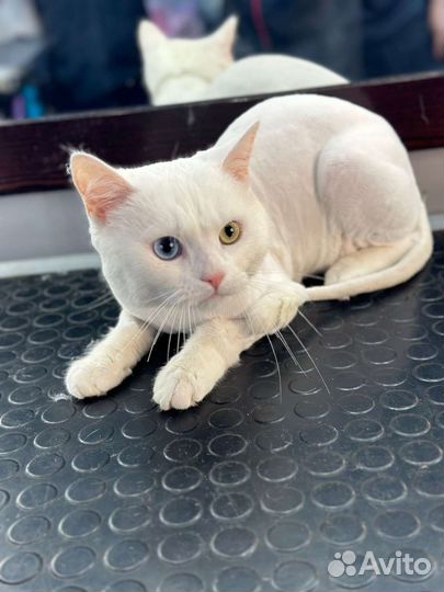 Грумер на дому