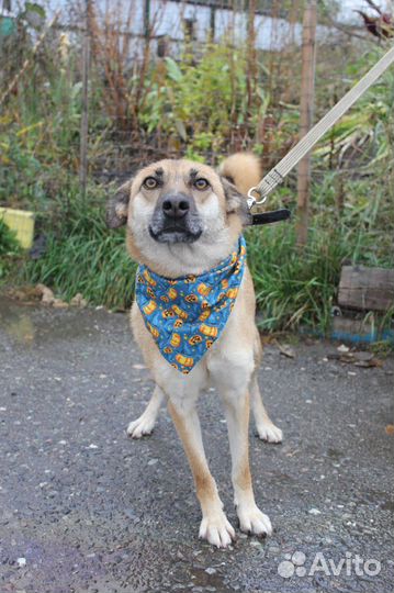 Пёс-подросток Бивис ищет дом