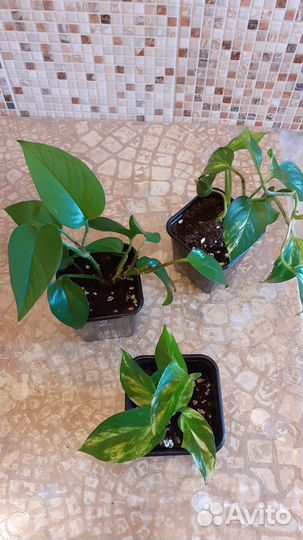 Сциндапсус