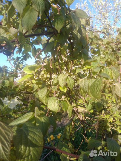 Актинидия самоплодная урожайная