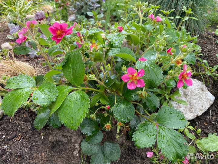 Ампельная земляника липстик