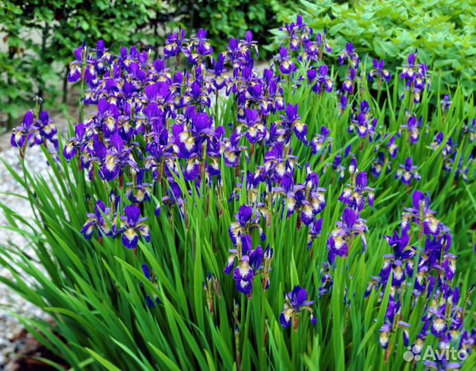 Растения для пруда и биоплато. Часть 1