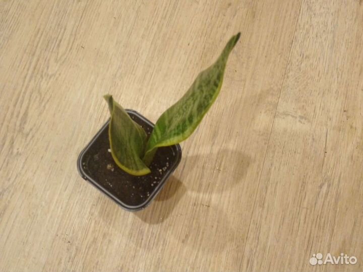 Сансевиерия