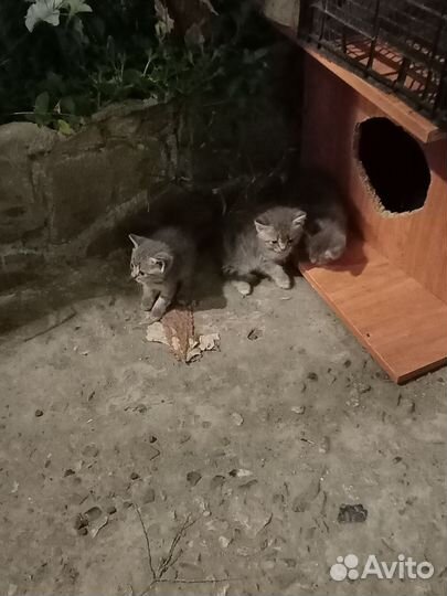 Котята в добрые руки бесплатно