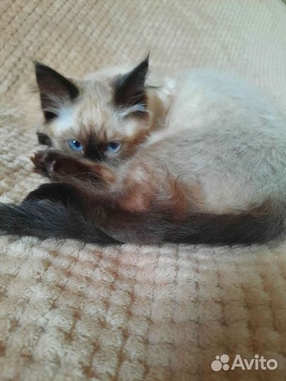 Сиамские котята