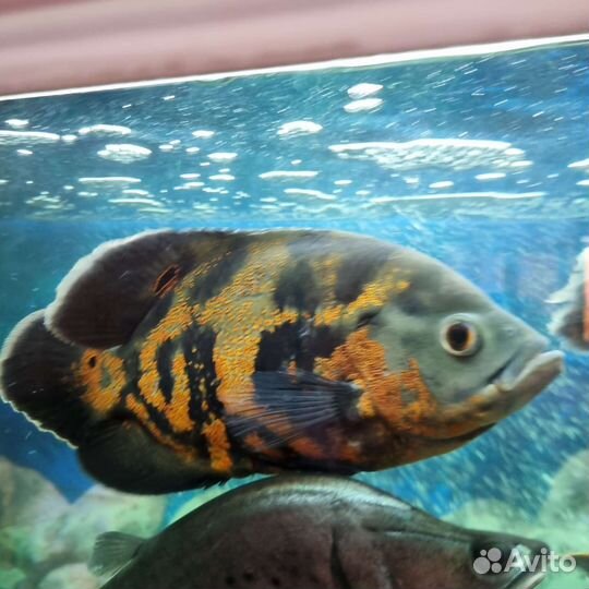 Астронотусы