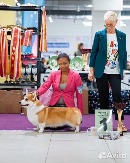 Вязка вельш-корги пемброк