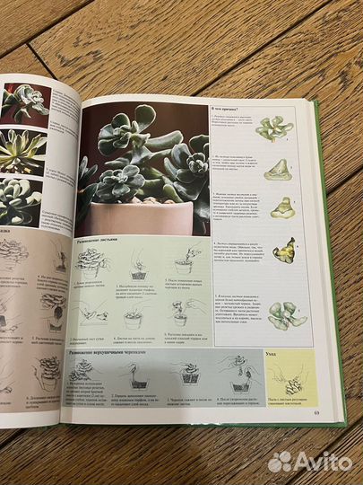 Энциклопедия о комнатных растениях