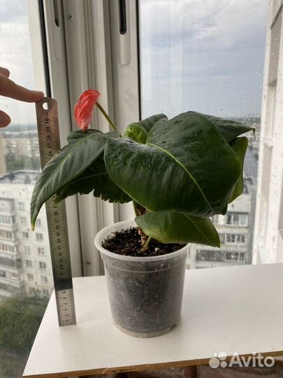 Антуриум шерцера