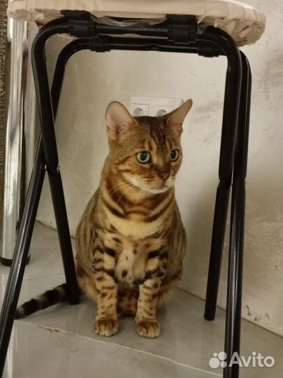 Бенгальская кошка
