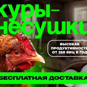 Куры несушки с доставкой