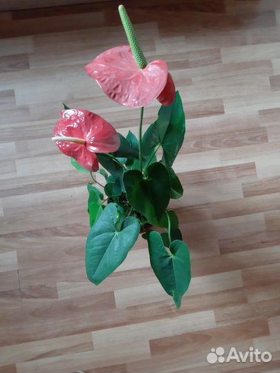 Антуриум,спатифиллум. отростки
