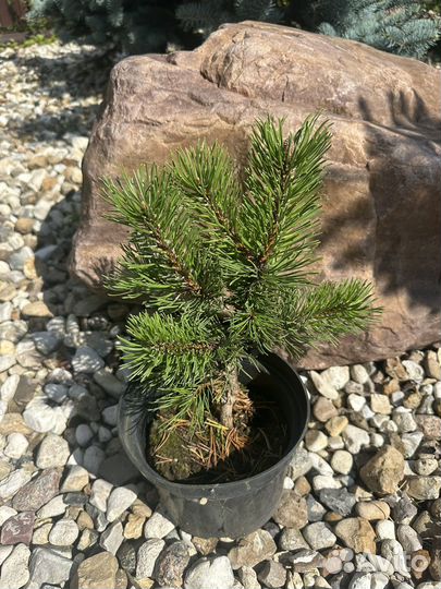 Сосна горная Оранж Сан