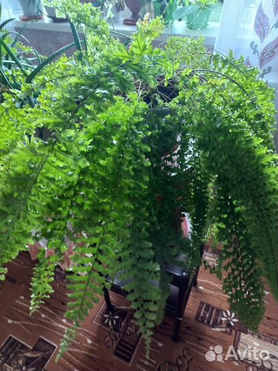 Комнатные цветы/растения