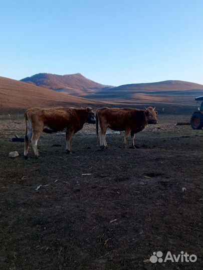 Выпас скота