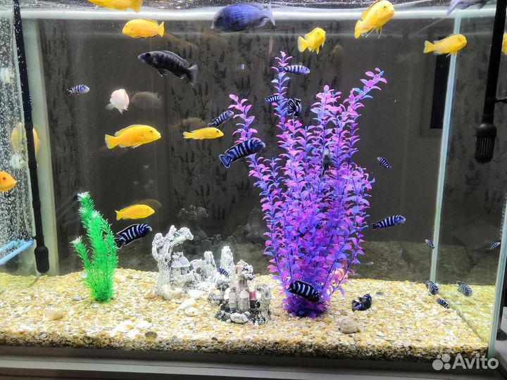 Цихлиды демасони