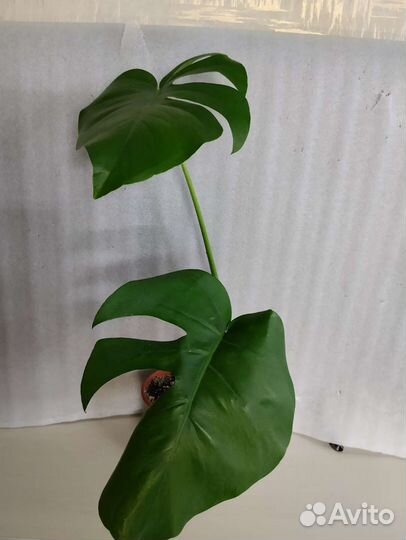 Монстеры, диффенбахия