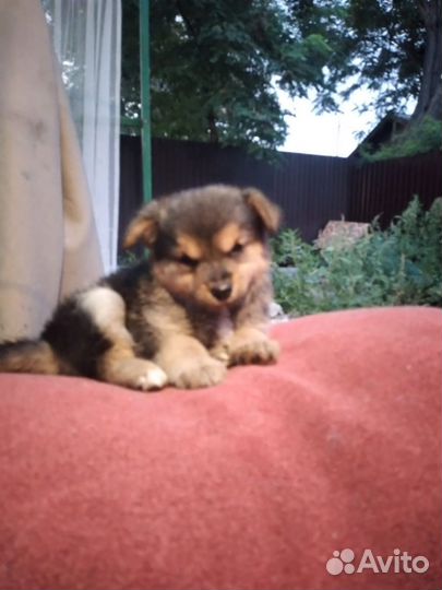 Собака в добрые руки щенок