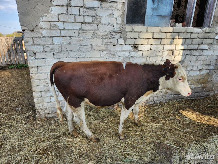 Бычки и быки