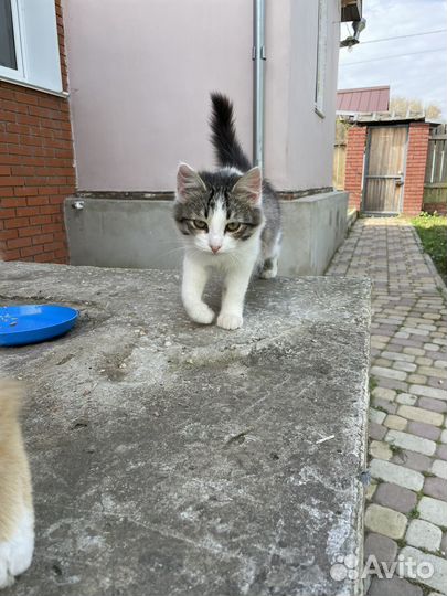 Кошки в добрые руки