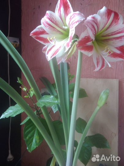 Гиппеаструм луковицы