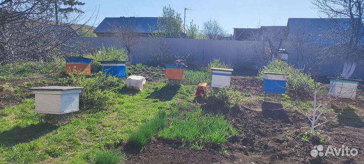 Продам пчелосемьи