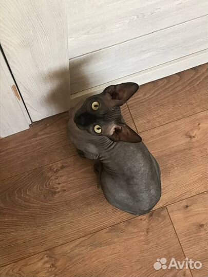 Канадский сфинкс вязка