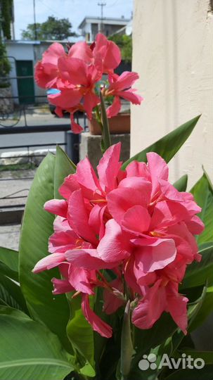 Сортовая канна