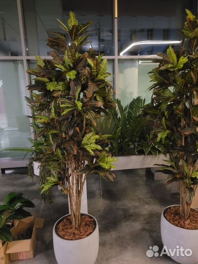 Деревья для офиса. Озеленение