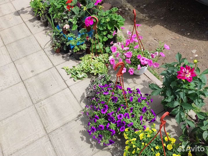 Шоколадница, георгина