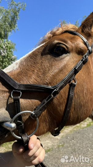 Уздечка оголовье для лошади micklem коричневый cob