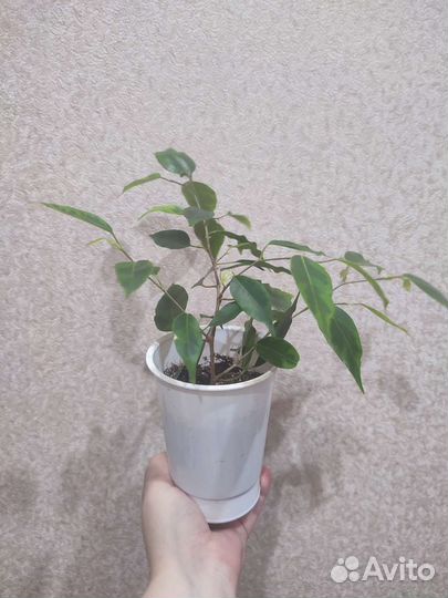 Фикус наташа