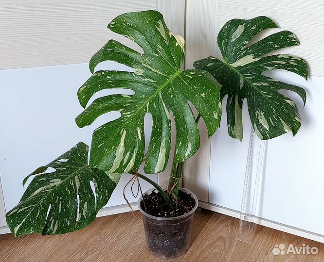 Монстера Тайское созвездие