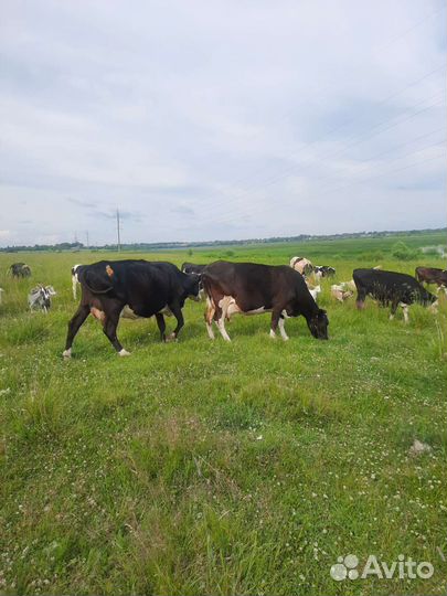 Дуйная корова