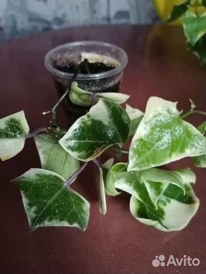 Крестовник крупноязычковый