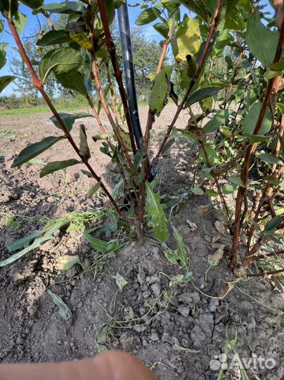 Саженцы жимолости оптом