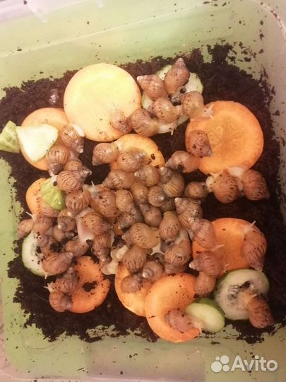 Улитки ахатины альбино