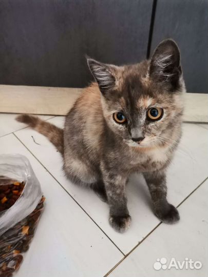 Кот в дар бесплатно