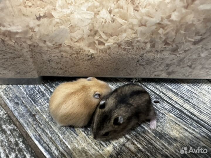 Хомяк джунгарский