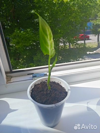 Сансевиерия