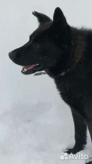 Найдена собака