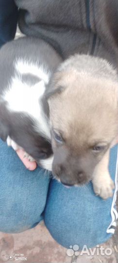 Щенки бесплатно