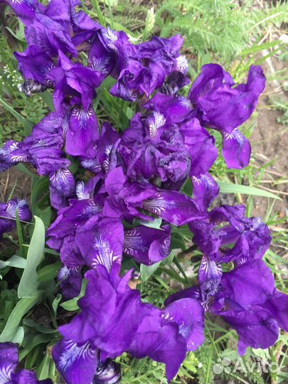 Ирисы Сибирский и карликовые, астильба, монарда