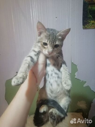 Котик в добрые руки