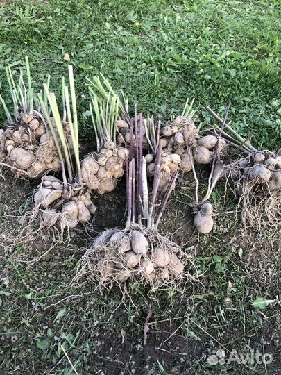 Клубни георгин