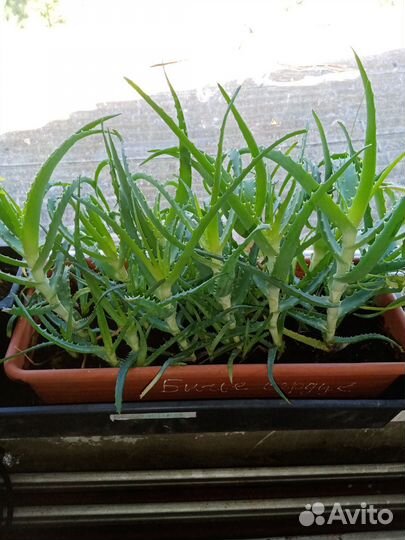 Цветы комнатные