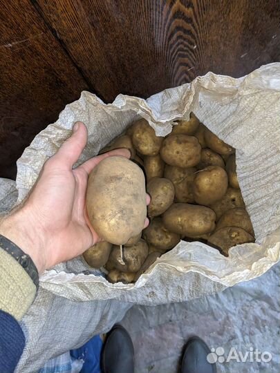 Картофель крупный / Также средний /Мелкий на корм