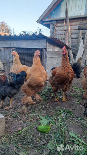 Куры и петухи брама, кохинхин, орпингтоны и пр