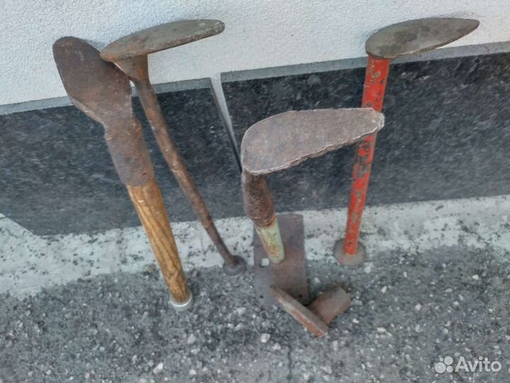 Лапа сапожника